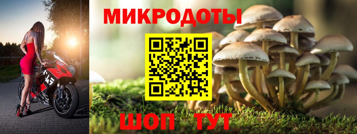 Псилоцибиновые грибы мицелий Звенигород